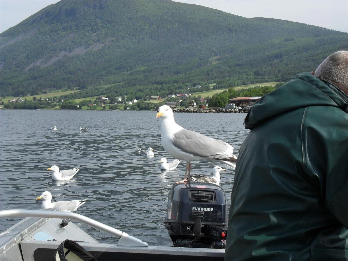 Fagervik Camping Tresfjord Dış mekan fotoğraf